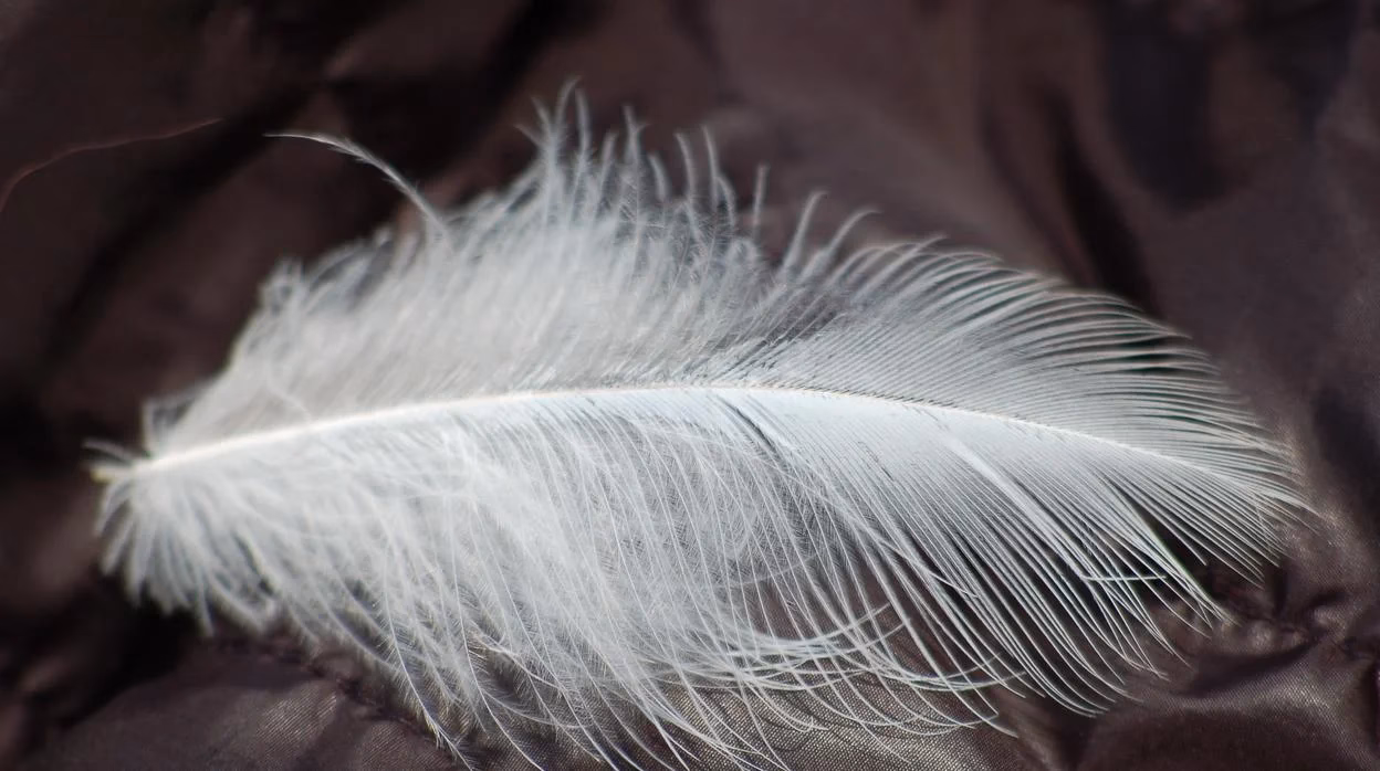 ¿Cuáles son los síntomas de la alergia a las plumas?