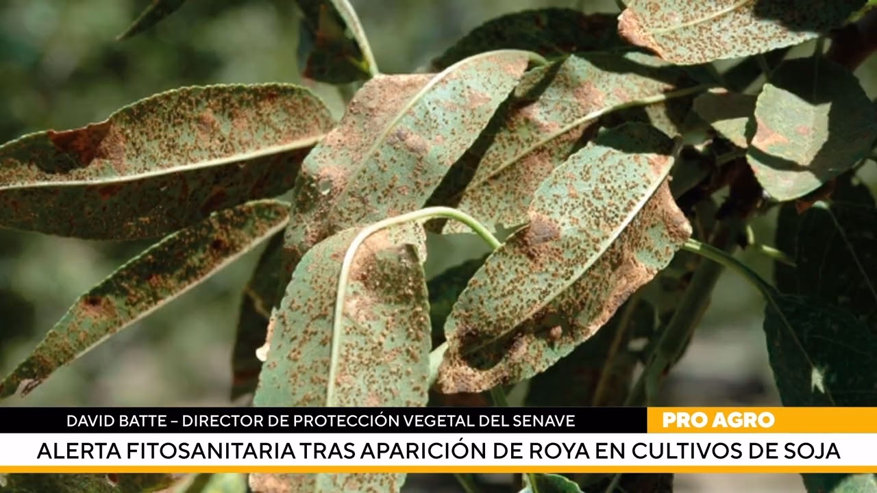 ¿Cómo identificar la enfermedad de roya en soja?