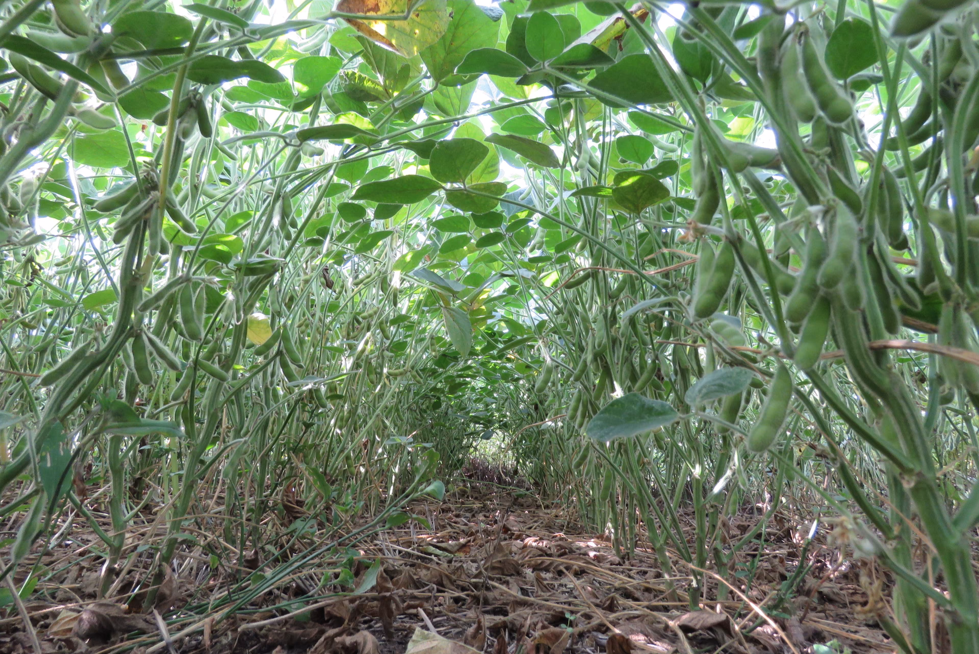 ¿Cuáles son las enfermedades que afectan a la soja?