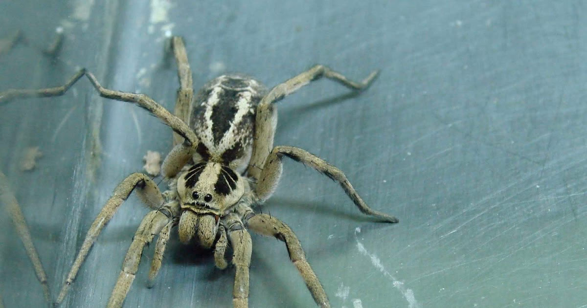 ¿Es venenosa la araña lobo de Mendoza?