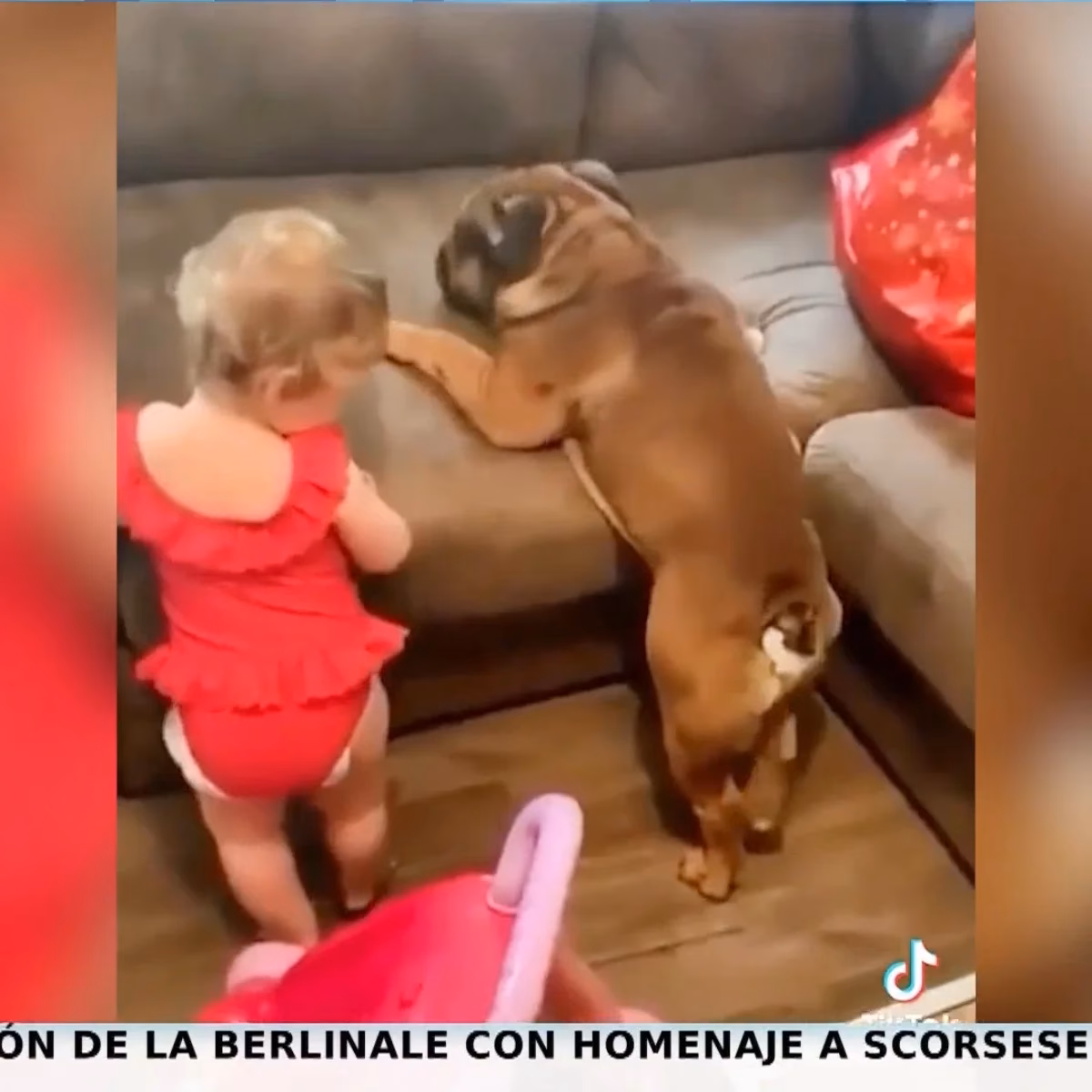 ¿Qué pasa si tu perro se sube a la cama?