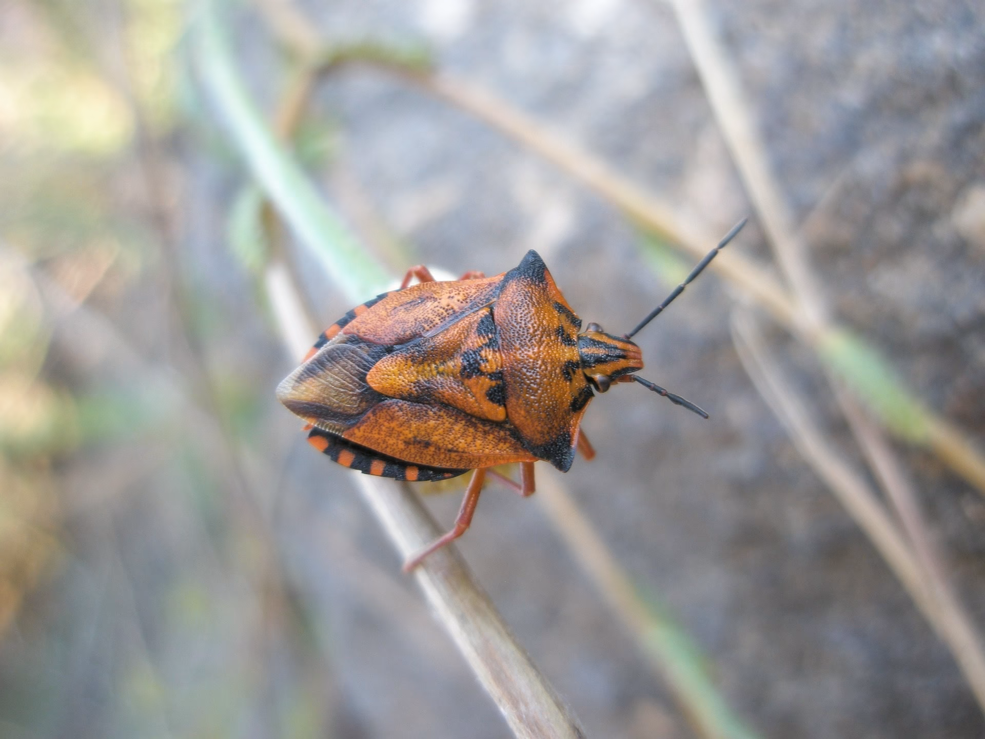 ¿Qué son esos bichitos negros que aparecieron?