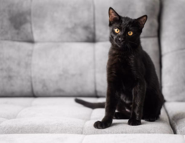 What does it mean when a black cat appears at home?
