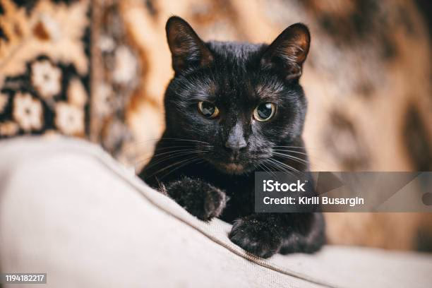 When should I be concerned about a cat hiding?