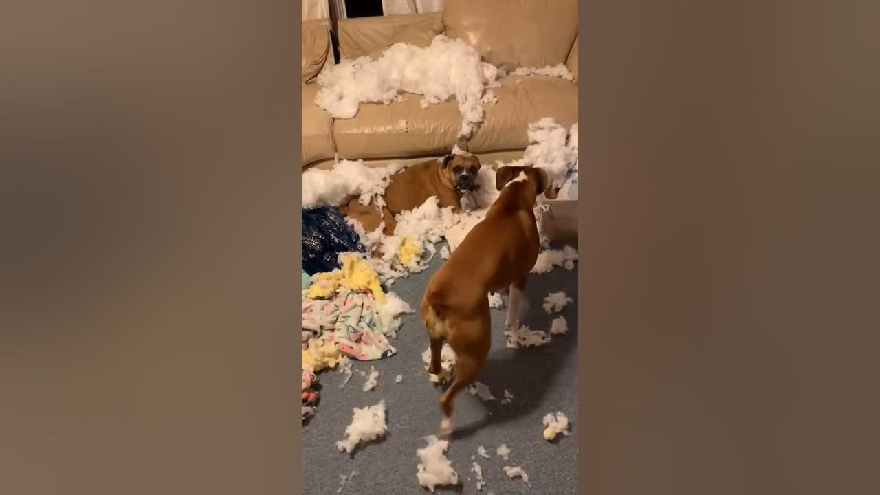 ¿Por qué mi perro ya no quiere dormir en mi cama?