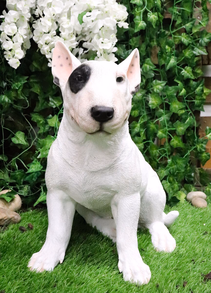 ¿Qué talla es un Bull Terrier?