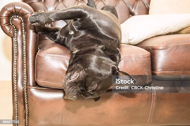 ¿Cómo saber si el Bull Terrier es original?