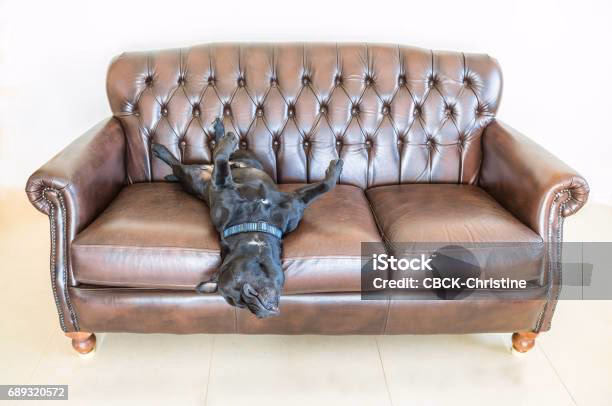 ¿Se considera al bull terrier una raza agresiva?