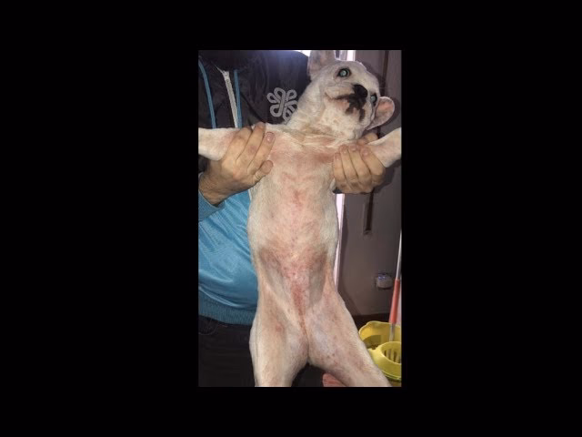 ¿Por qué mi perro se rasca la barriga constantemente?