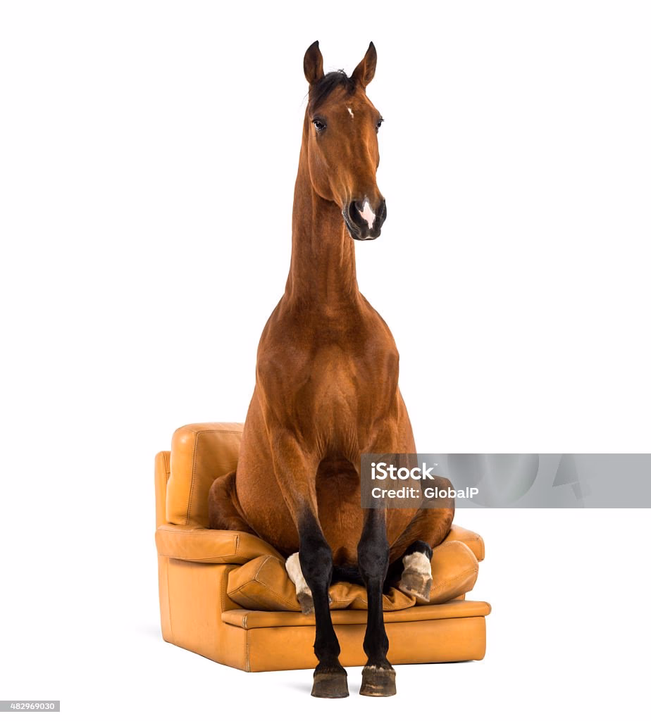 ¿Cómo se llama el sillón del caballo?