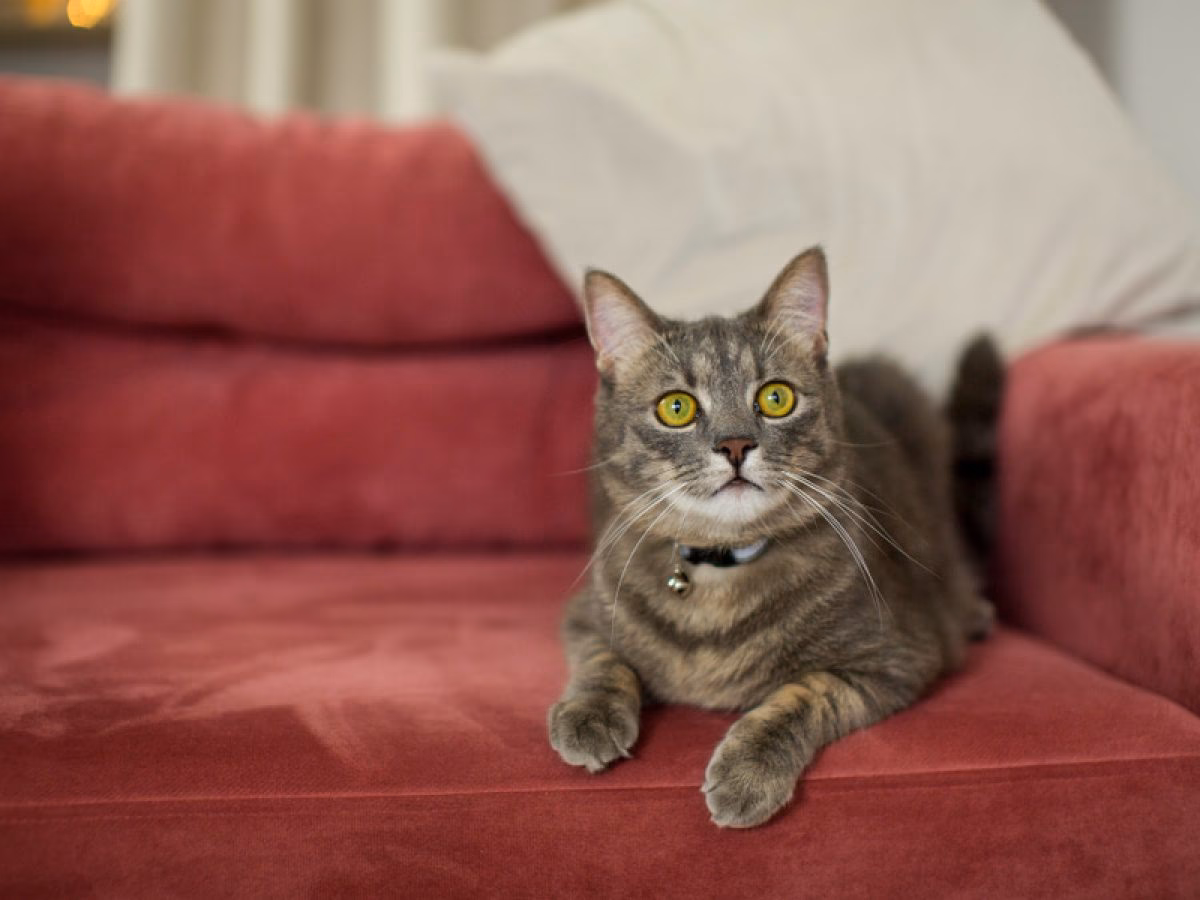 ¿Qué significa que mi gato me haga pis en la cama?