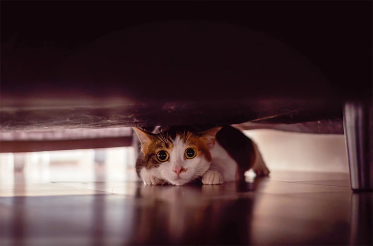 Why is my cat under the sofa?