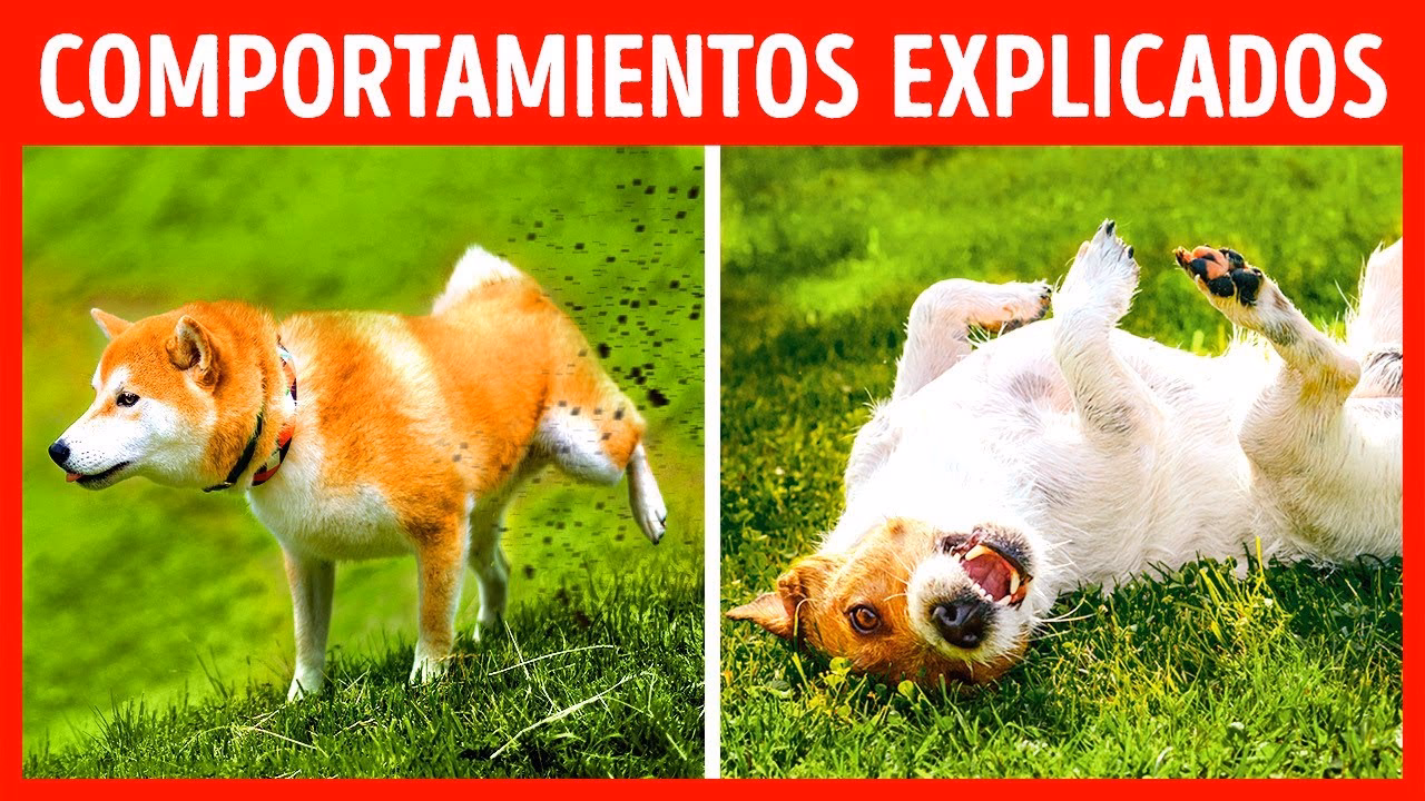 ¿Por qué mi perro lame el suelo sin parar?