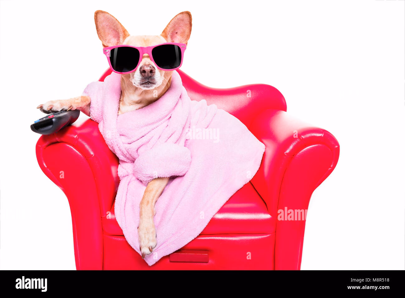 Why does my Chihuahua dig on the couch?