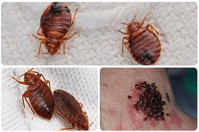 ¿Cómo acabar con las chinches de un sofá?