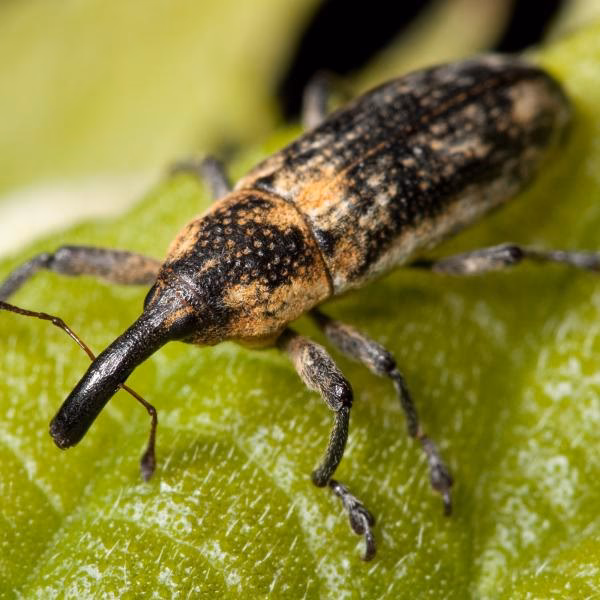 ¿Cómo eliminar gorgojos rápido?