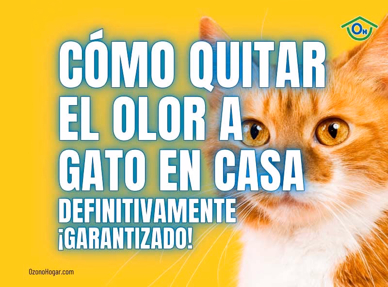 ¿Cómo quitar el olor de orina de gato en el sofá?