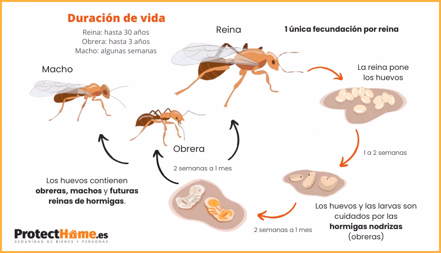 ¿Cómo hacer desaparecer un nido de hormigas?