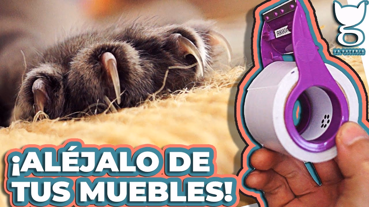 ¿Cómo evitar que un gato se suba al sofá?