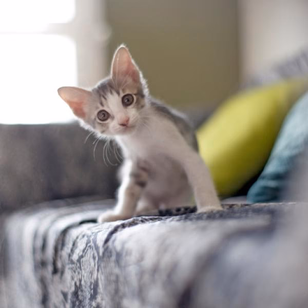 ¿Qué puedo rociar en mi sofá para evitar que los gatos orinen?