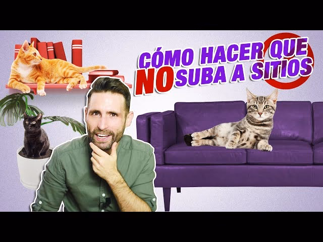 ¿Cómo evitar que un gatito se suba al sofá?