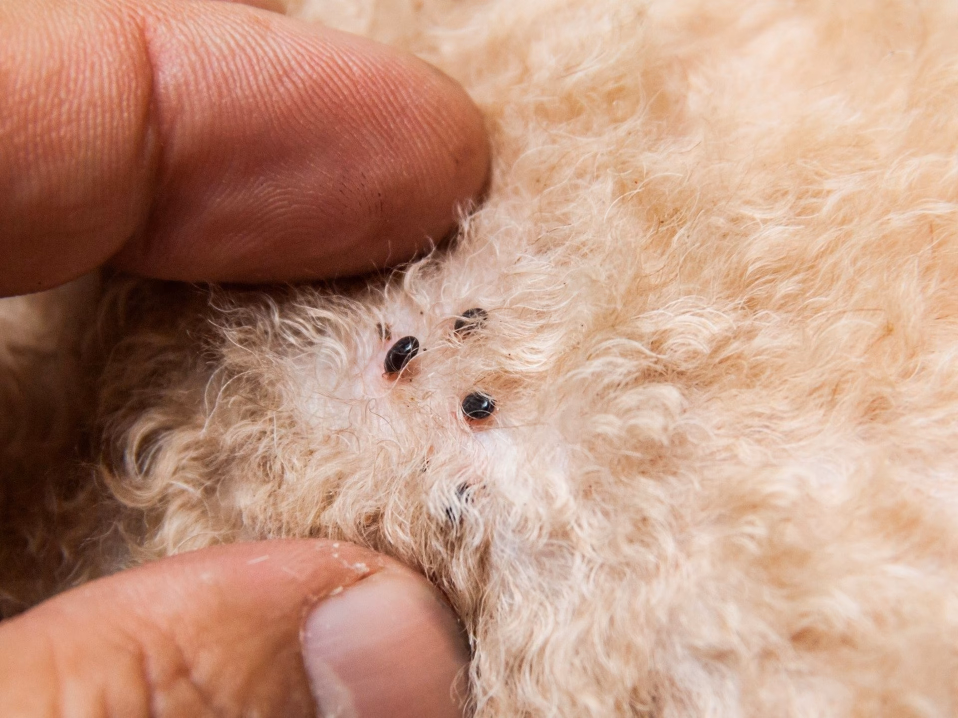 ¿Cuánto tiempo pueden vivir las pulgas en un sofá?