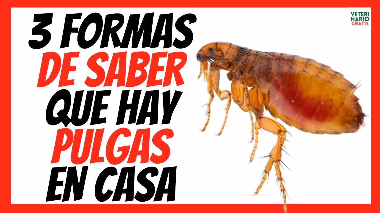 ¿Cómo saber dónde se esconden las pulgas?