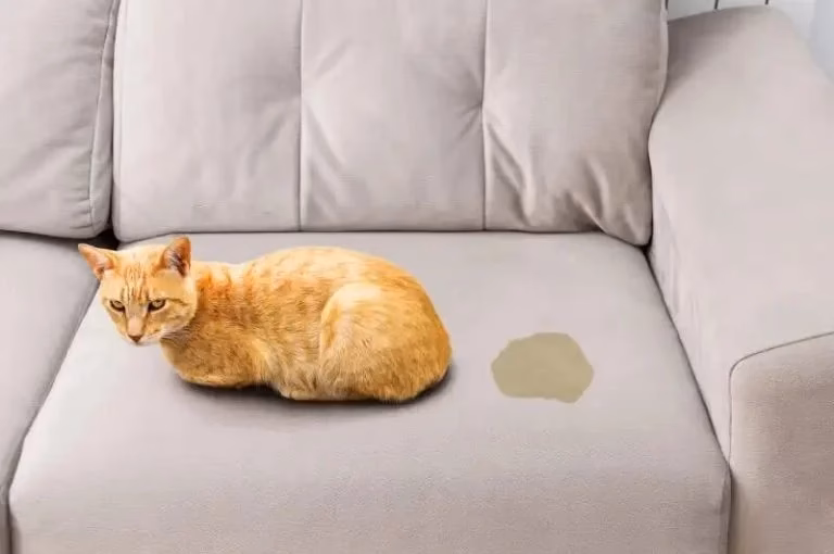 ¿Qué elimina el olor a orina de la tela?