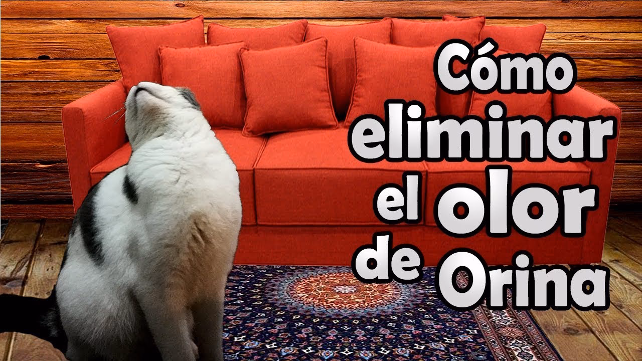 ¿Cómo quitar el olor a orina de un asiento?