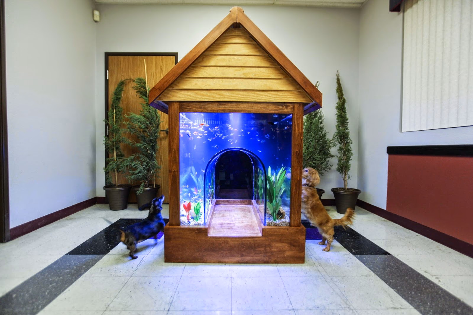 ¿Qué dice el feng shui de los acuarios?