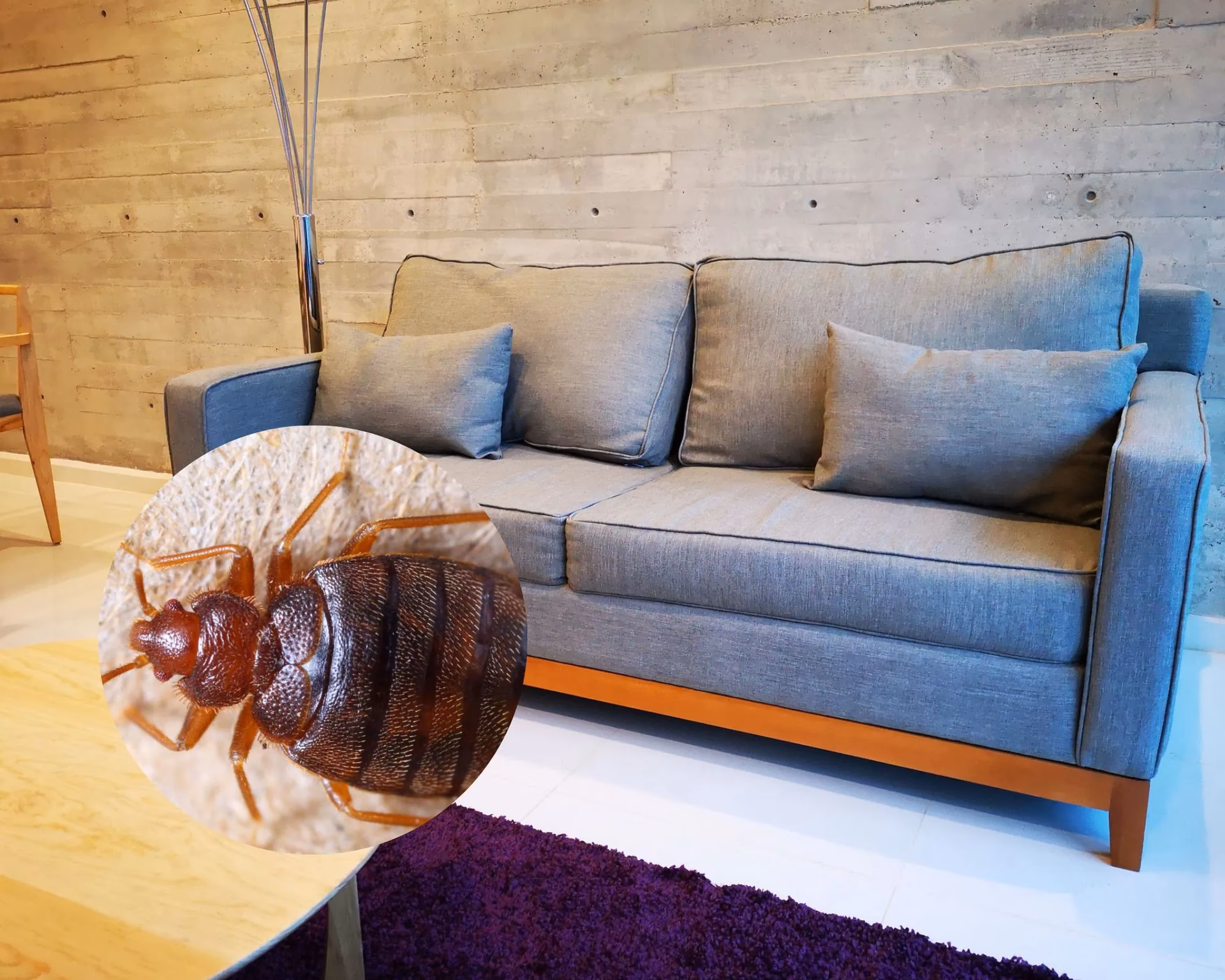 ¿Cómo desinfectar un sofá de insectos?