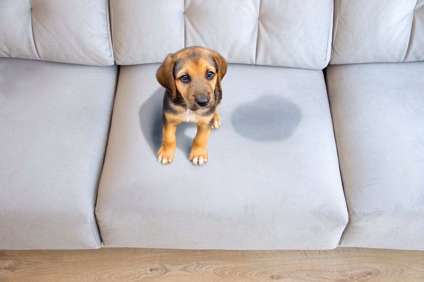 How to protect a sofa from dog urine?