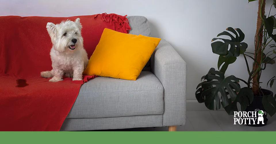 What to do if dog keeps peeing on couch?