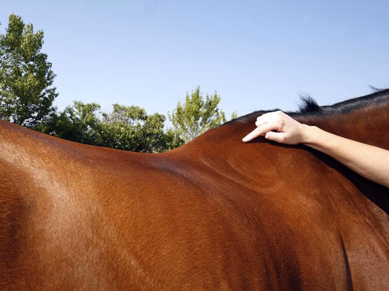 ¿Qué es el dorso en un caballo?