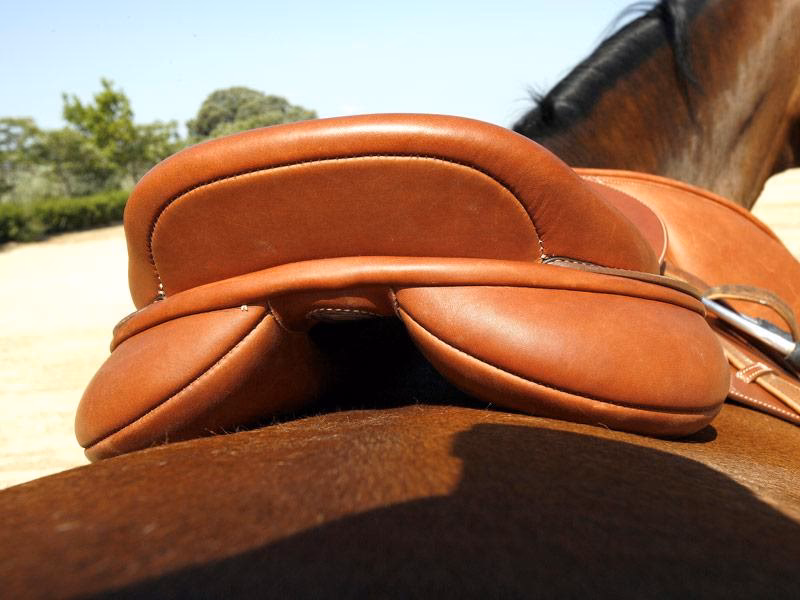 ¿Qué es el ligamento dorso-escapular en un equino?