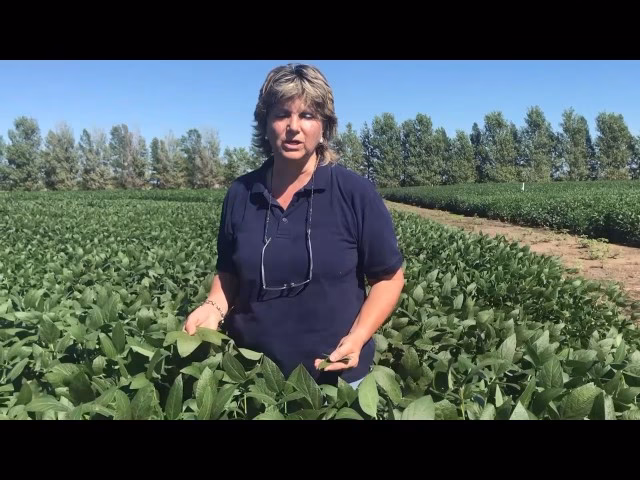 ¿Cuáles son las enfermedades más comunes del maíz?