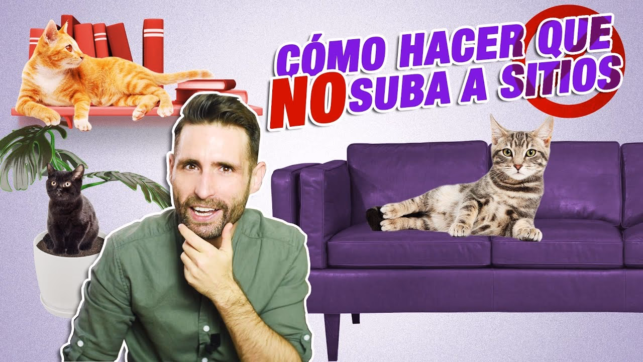 ¿Cómo puedo evitar que mi gato se suba a los sillones?