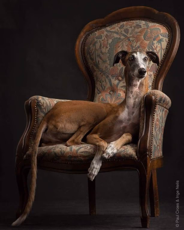 ¿Por qué no ladran los galgos?