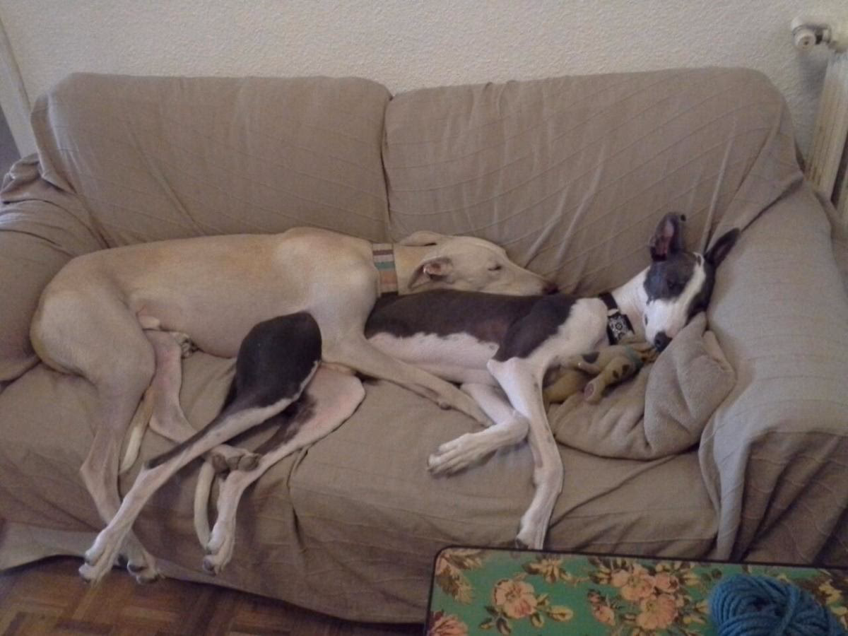 ¿Cuántas horas duerme un galho adulto?