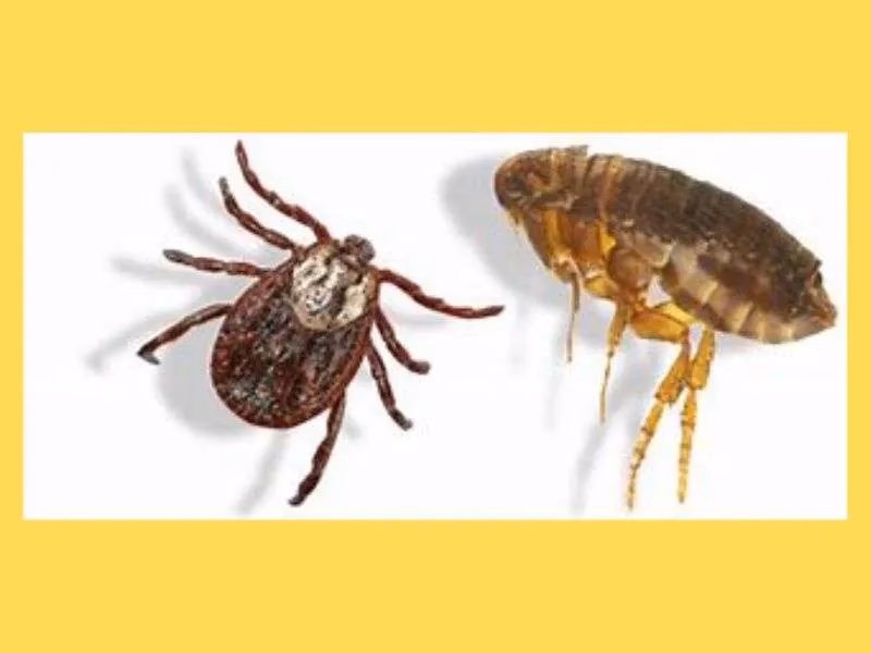 ¿Cómo eliminar garrapatas de los sillones?