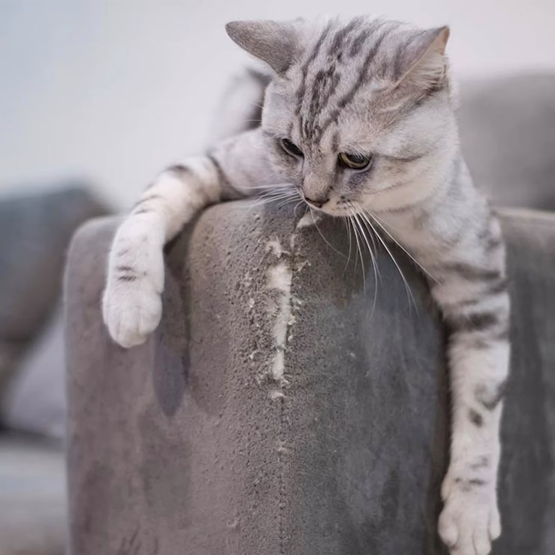 ¿Por qué los gatos afilan sus garras en los muebles?