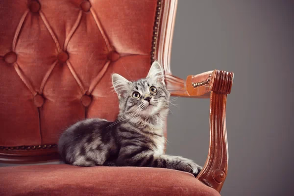 ¿Qué significa cuando un gato mueve la cola sentado?