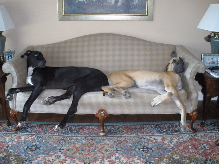 ¿Qué precio tienen los perros gran danés?