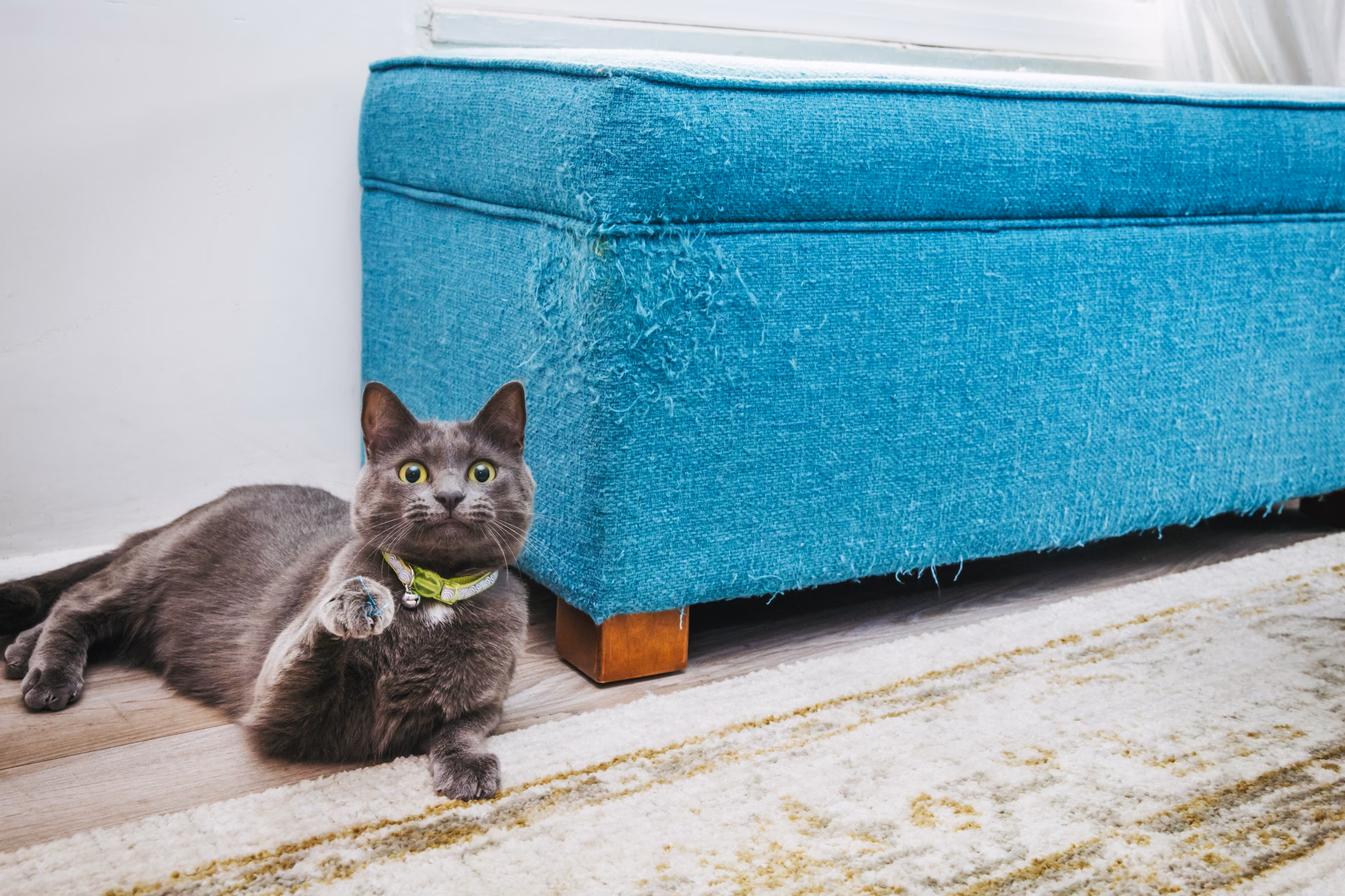 How to keep a kitten off the couch?