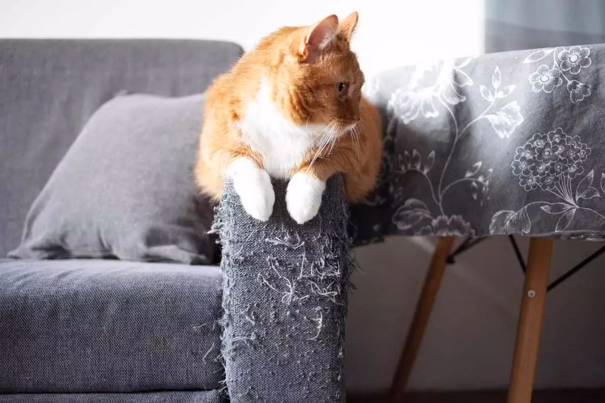 How do I stop my cat from scratching the sofa?