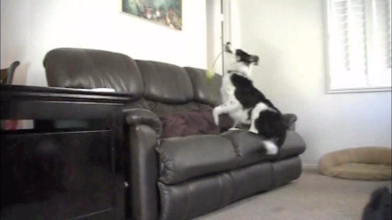 How do I get my puppy to stop jumping on the couch?