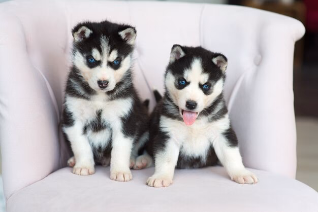 ¿A qué edad un husky deja de ser un cachorro?