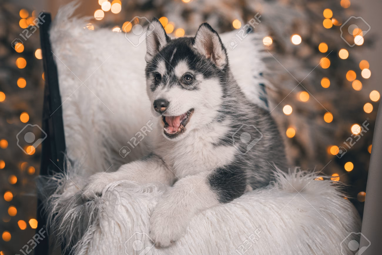 ¿Cómo saber si un cachorro de husky es puro?