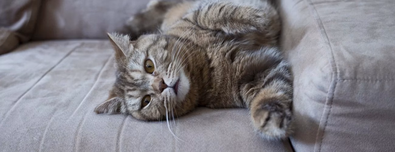 Warum uriniert meine alte Katze überall hin?