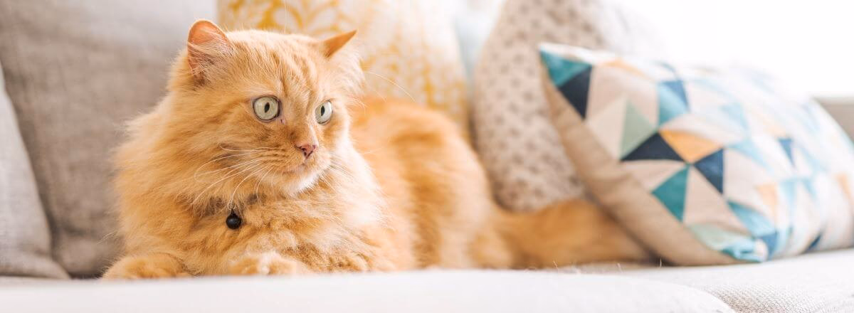 Welchen Geruch mögen Katzen nicht beim Sofa?